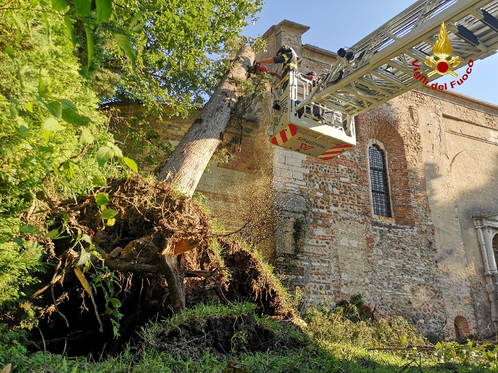 Grosso cipresso appoggiato sul tetto della chiesa di San Procolo, intervengono i Vigili del fuoco – VIDEO