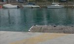 Tragedia a Peschiera del Garda: si tuffa nel lago ma viene colto da un malore, morto 28enne