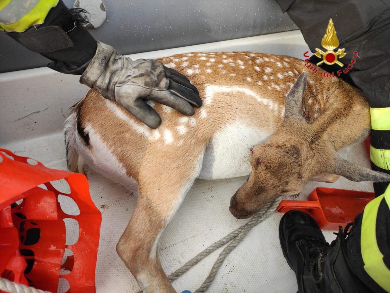 Daino salvato dai Vigili del fuoco nel canale Biffis a Pastrengo