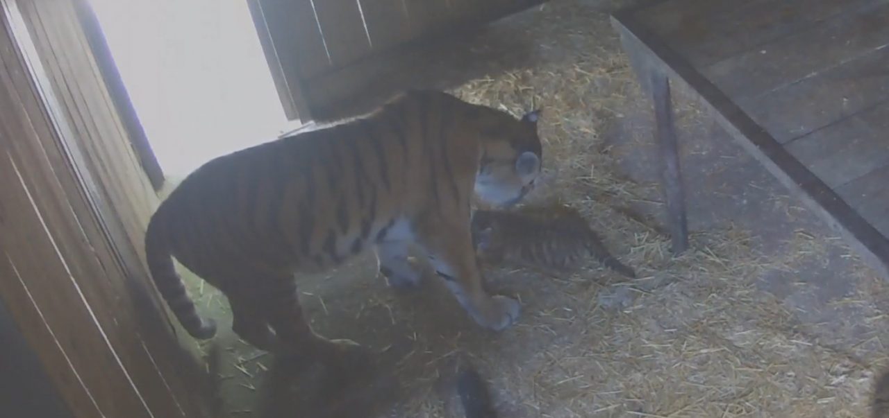 Tris di tigrotti siberiani al Parco Natura Viva, in Italia non ne nascevano dal 2004 VIDEO