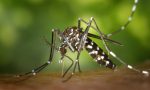 Febbre dengue, caso nel Vicentino: esploso un focolaio famigliare