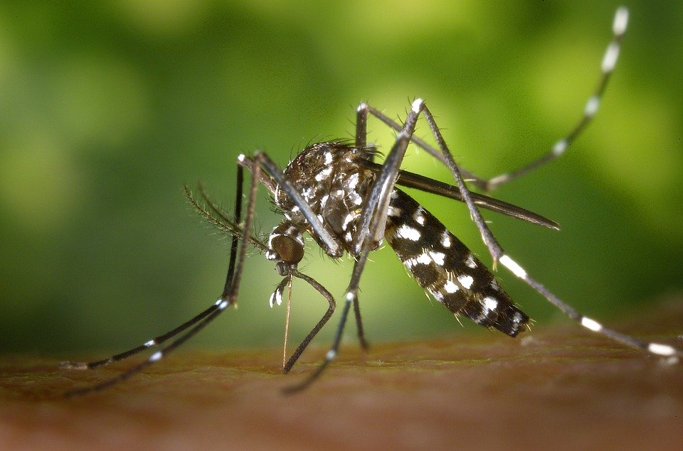 Febbre dengue, caso nel Vicentino: esploso un focolaio famigliare