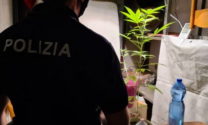Scoperta una serra di marijuana in cantina: denunciato un 24enne