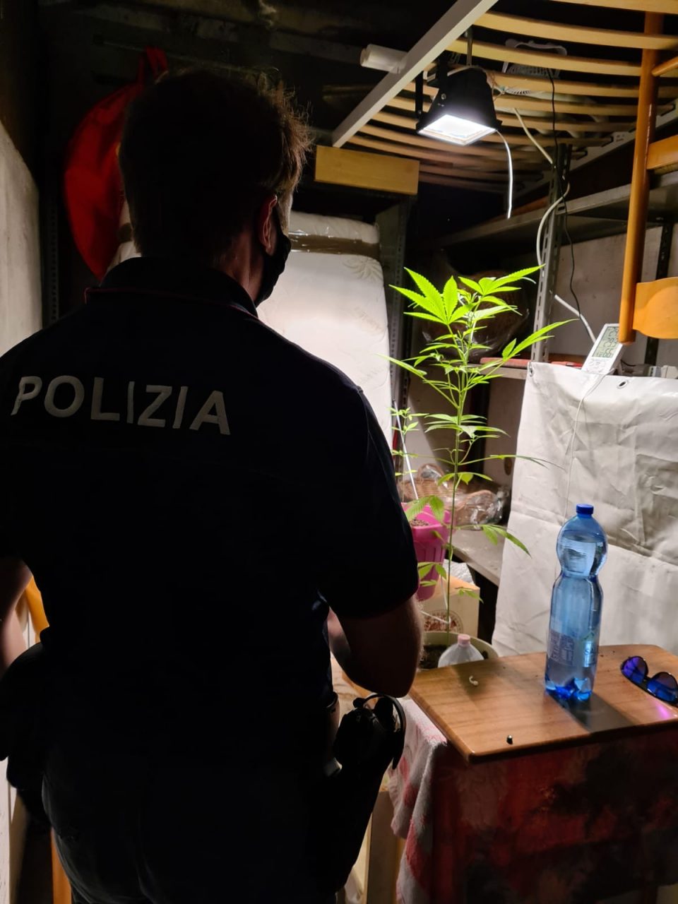 Scoperta una serra di marijuana in cantina: denunciato un 24enne