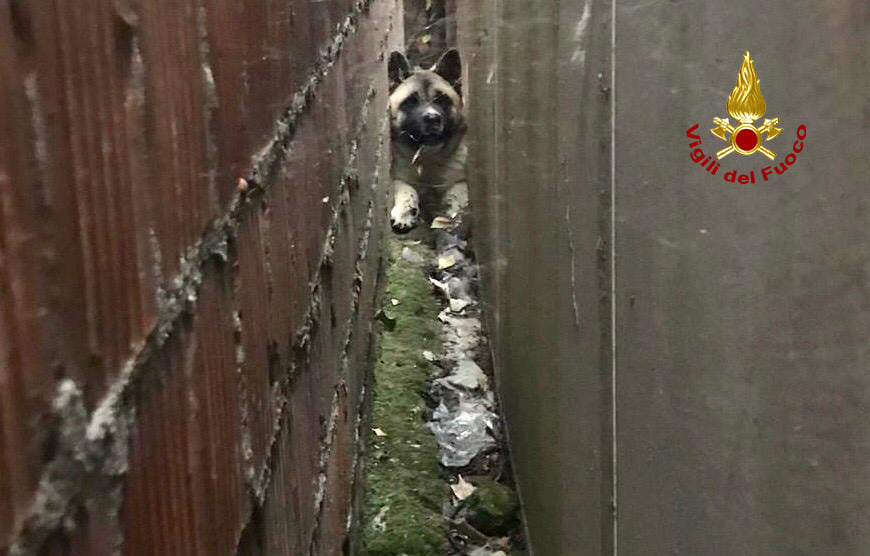 Sascia resta incastrato tra due muri: salvato dai Vigili del fuoco – FOTO