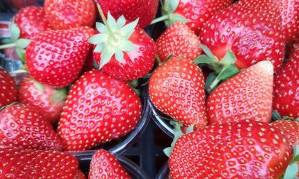 Coldiretti Verona: "Bene l’export dell’agroalimentare veronese nel primo semestre 2020"