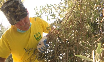 Olive in ottimo stato fisiologico, Coldiretti: "Bene la produzione veronese"