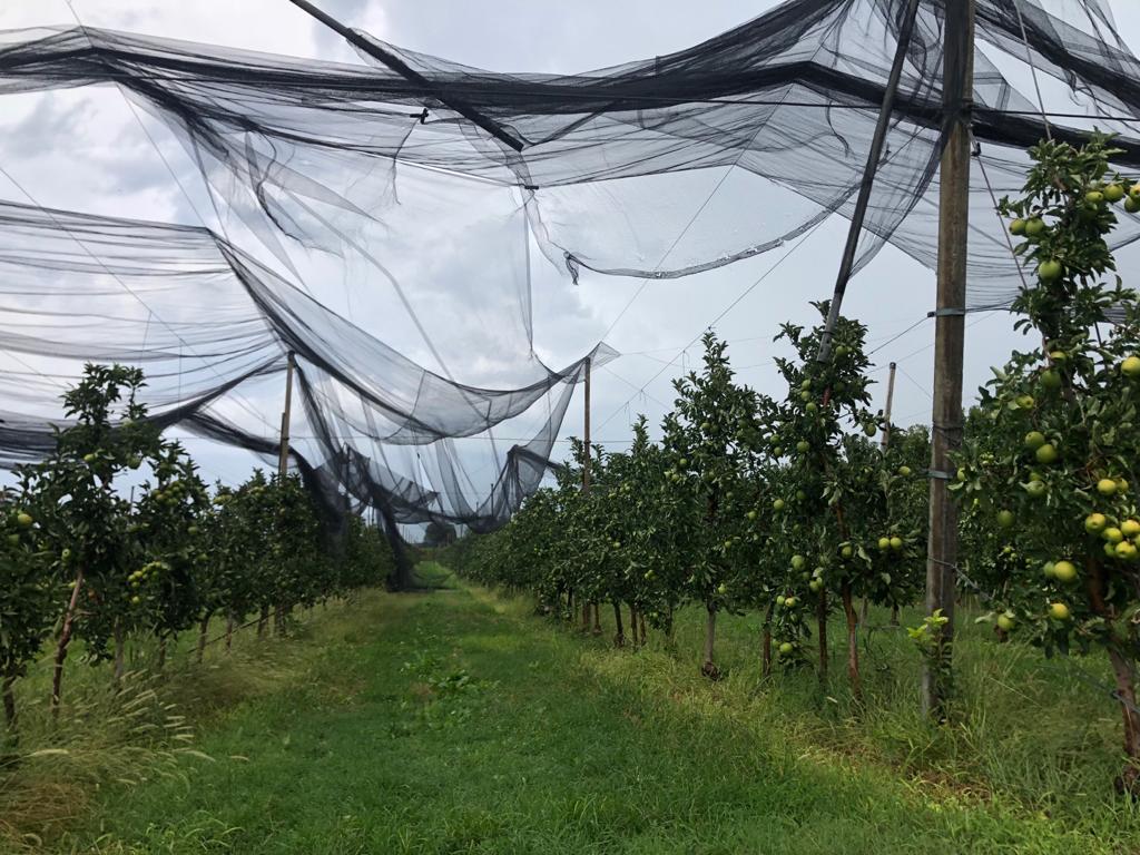 Danni da maltempo da centinaia di milioni con piante sradicate, uva rovinata e tetti smantellati