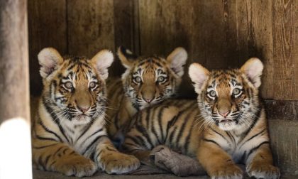 Parco Natura Viva: prima volta fuori dalla tana per i tre tigrotti siberiani FOTO E VIDEO
