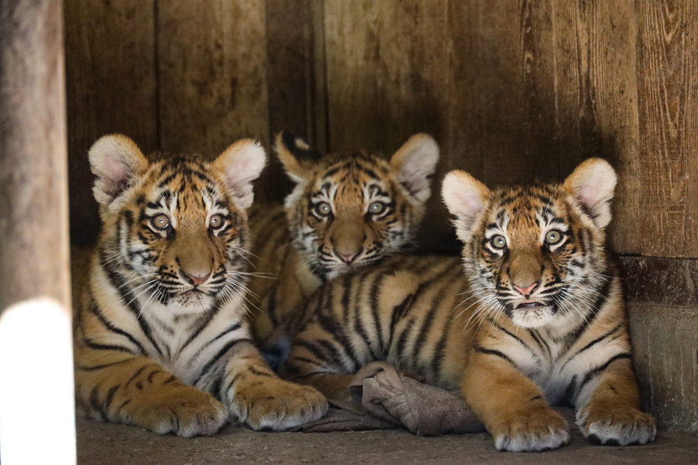 Parco Natura Viva: prima volta fuori dalla tana per i tre tigrotti siberiani FOTO E VIDEO