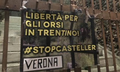“Libertà per gli orsi del Trentino!”: anche nel Veronese striscioni contro la detenzione di M49, M59 e DJ3