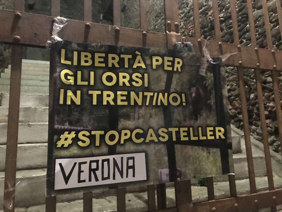 “Libertà per gli orsi del Trentino!”: anche nel Veronese striscioni contro la detenzione di M49, M59 e DJ3