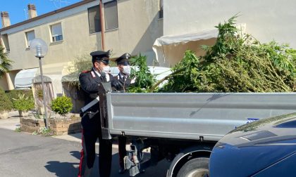 I vicini sentono un "insolito aroma" nell'aria: scoperti 3 alberi di marijuana, nei guai un 48enne