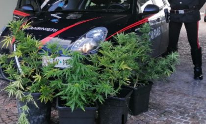 Sequestrate 5 piante di cannabis a Porto di Legnago in un terreno da tempo incolto