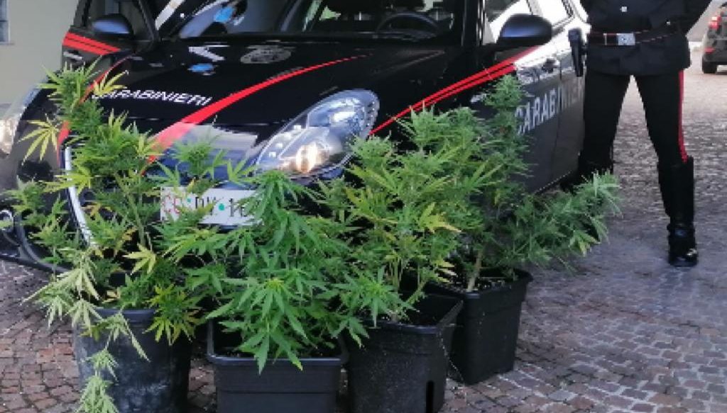 Sequestrate 5 piante di cannabis a Porto di Legnago in un terreno da tempo incolto