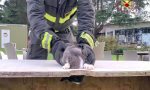 Gatto curioso rimane incastrato, salvato dai Vigili del Fuoco VIDEO