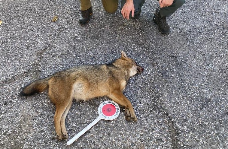 Ritrovato il corpo di uno sciacallo dorato a Castelnuovo del Garda