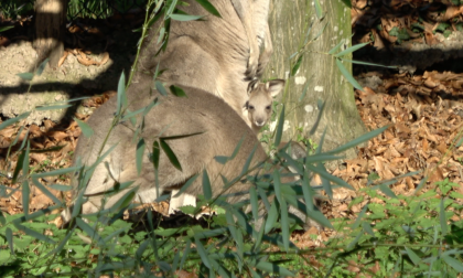 La famiglia Grey si allarga: è nato un piccolo canguro grigio orientale al Parco Natura Viva VIDEO