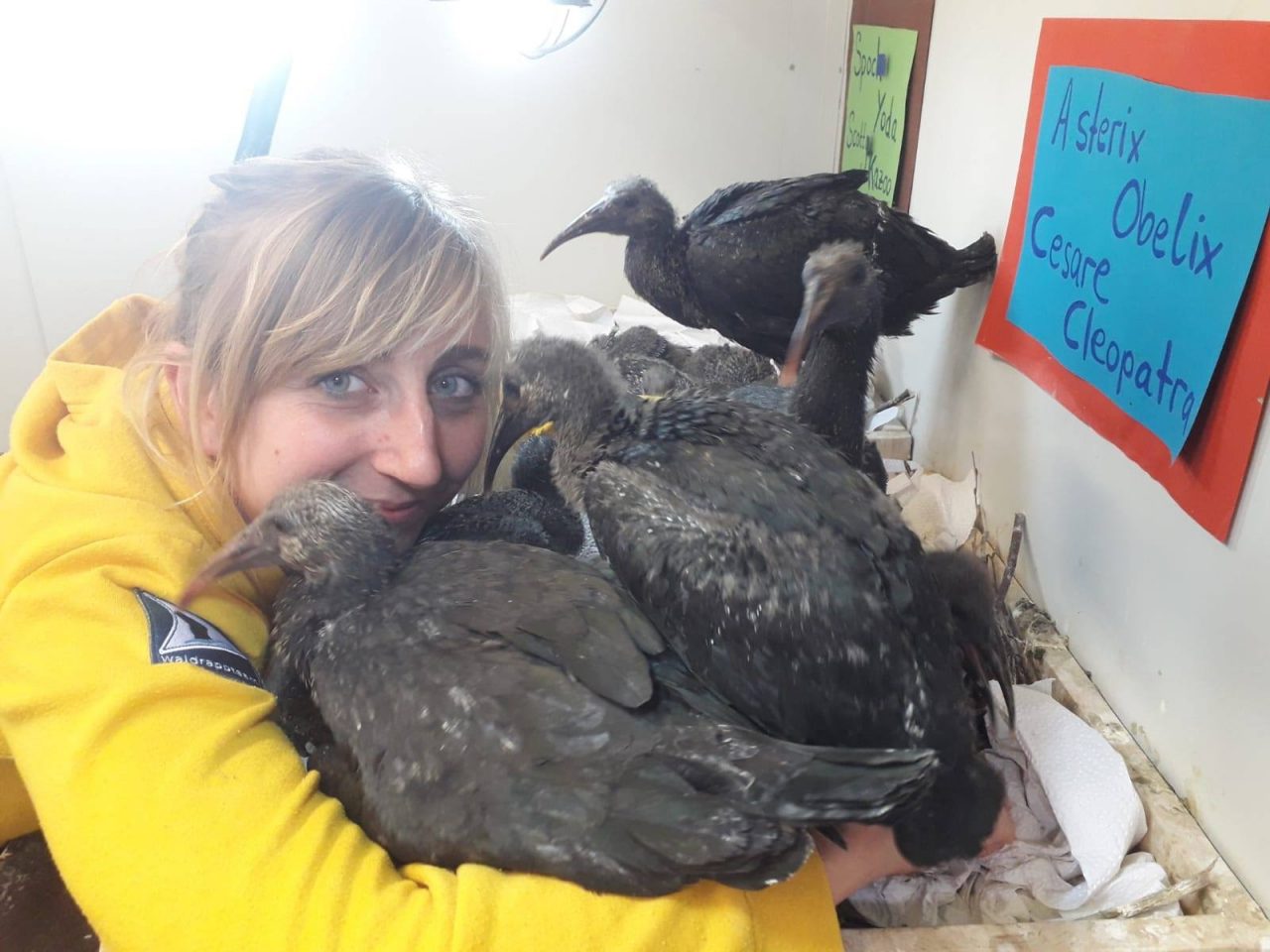Nel 2020 record di ibis eremita colpiti da bracconaggio, appello per maggiore tutela