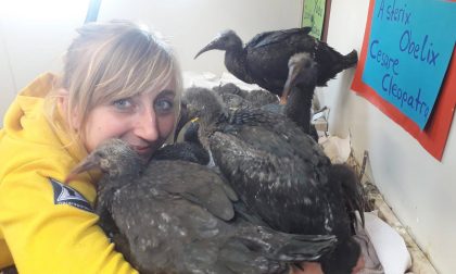 Nel 2020 record di ibis eremita colpiti da bracconaggio, appello per maggiore tutela