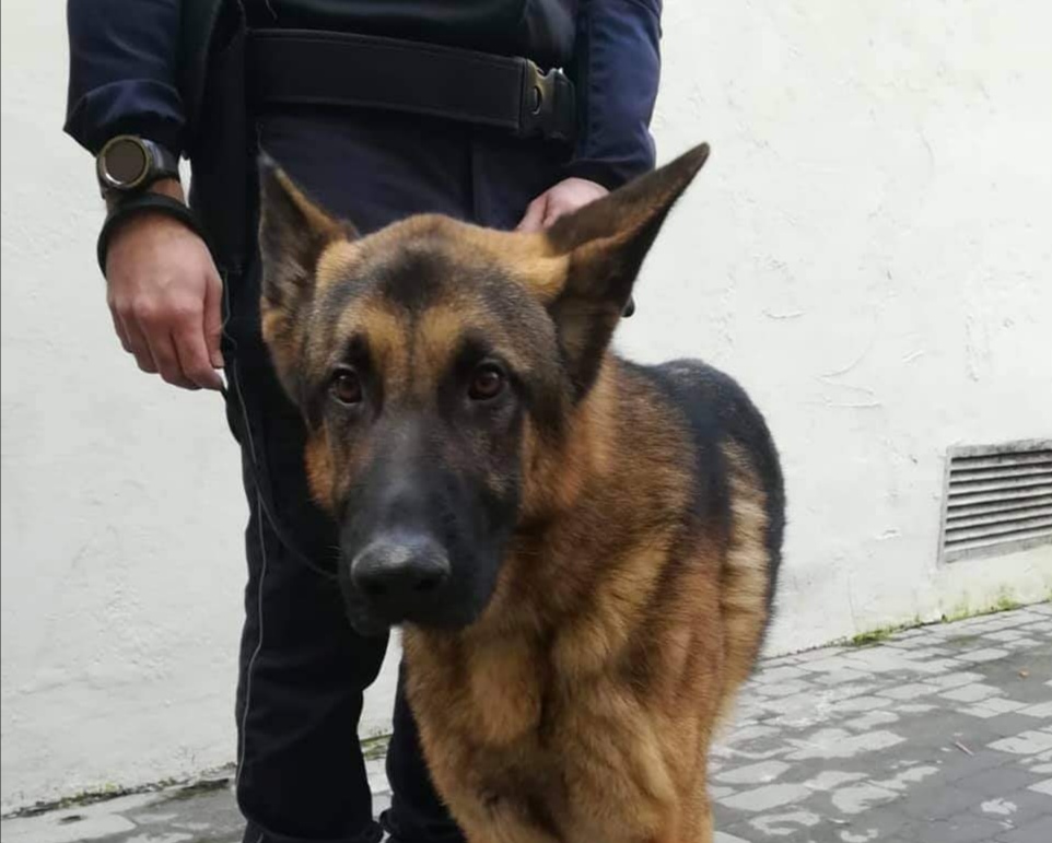Controlli sicurezza urbana a Veronetta e Porta Palio: Axel fiuta la marijuana