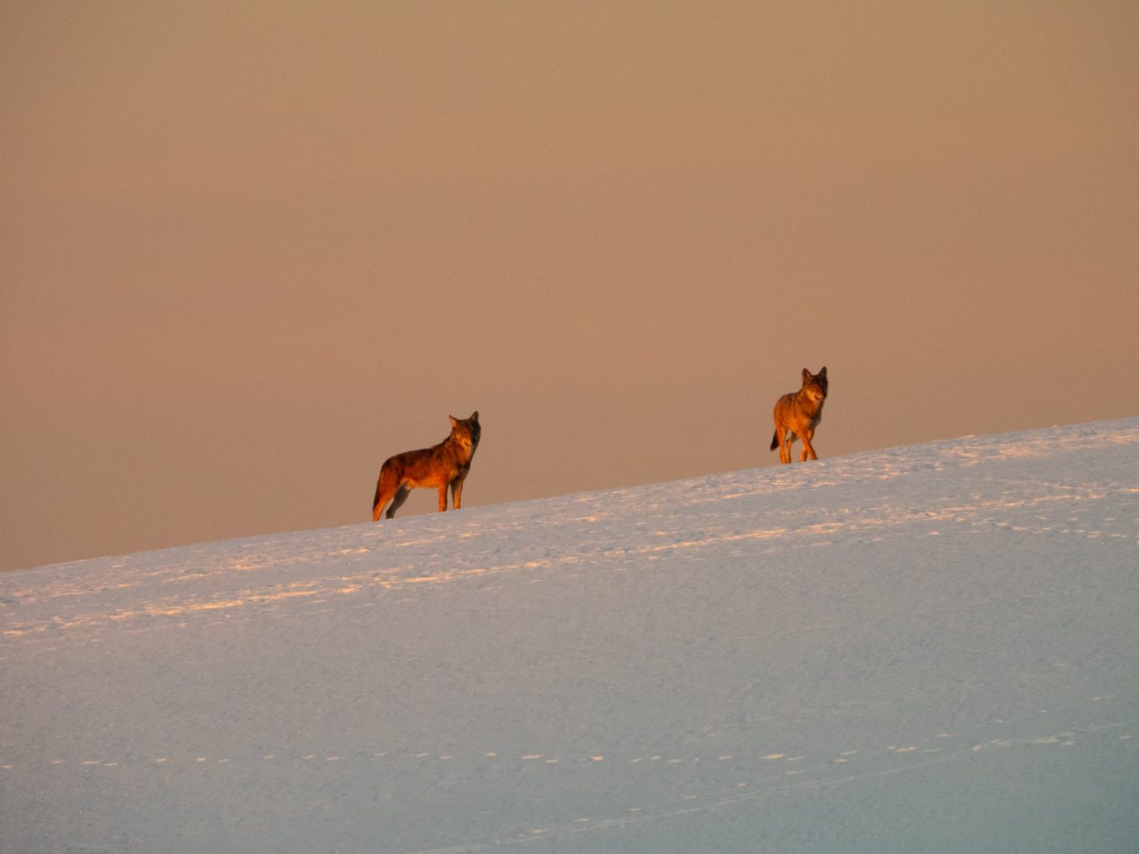 Le meravigliose foto dei lupi all’alba sulla neve a Valdiporro