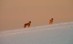 Le meravigliose foto dei lupi all’alba sulla neve a Valdiporro