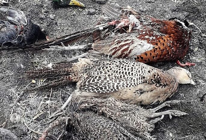 Strage di animali a Gazzo Veronese, l’Oipa sporge denuncia: “Speriamo in una pena esemplare”