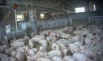 Feroci violenze in un allevamento di maiali del prosciutto DOP