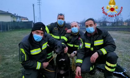 Cane cade in acqua nel canale Giuliari all'altezza di Borgo Roma, lo salvano i pompieri