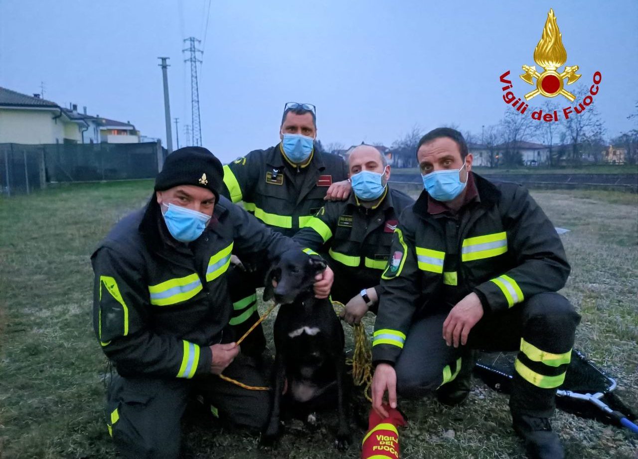 Cane cade in acqua nel canale Giuliari all’altezza di Borgo Roma, lo salvano i pompieri