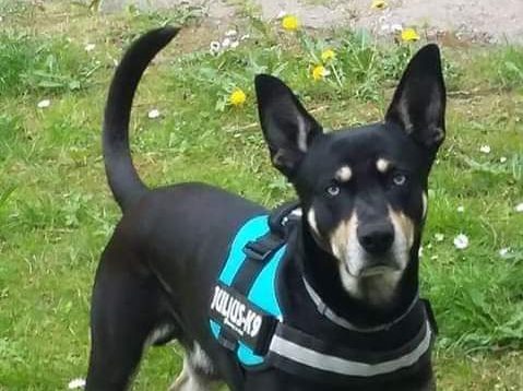 Blaky è un cane da soccorso speciale, con il suo fiuto riesce a trovare le esche avvelenate