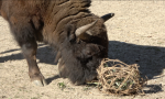 Le foto e il video del giovane bisonte europeo arrivato al Parco Natura Viva