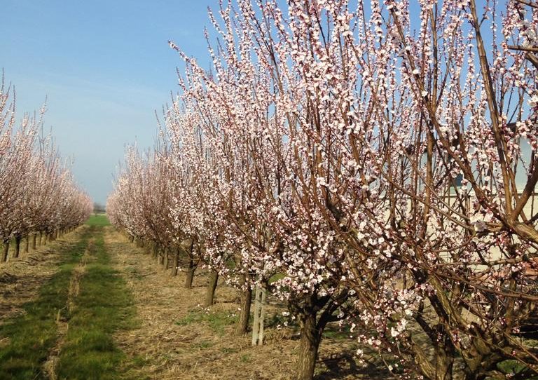 Siccità preoccupa agricoltori veronesi per semine e frutteti, rischio gelate nel fine settimana