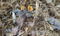 Trenta uccellini di pochi giorni strappati dai loro nidi e gettati come spazzatura in due sacchi