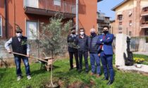 Alpini piantano due nuovi ulivi al monumento dedicato all’eroe veronese Marcolini