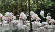 Record per i fenicotteri rosa al Parco Natura Viva con la deposizione di 50 uova