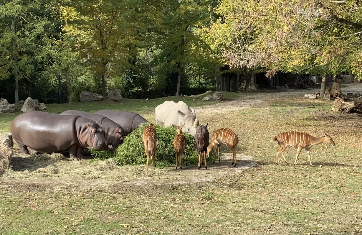 Ippopotami, rinoceronti e antilopi al Parco Natura Viva