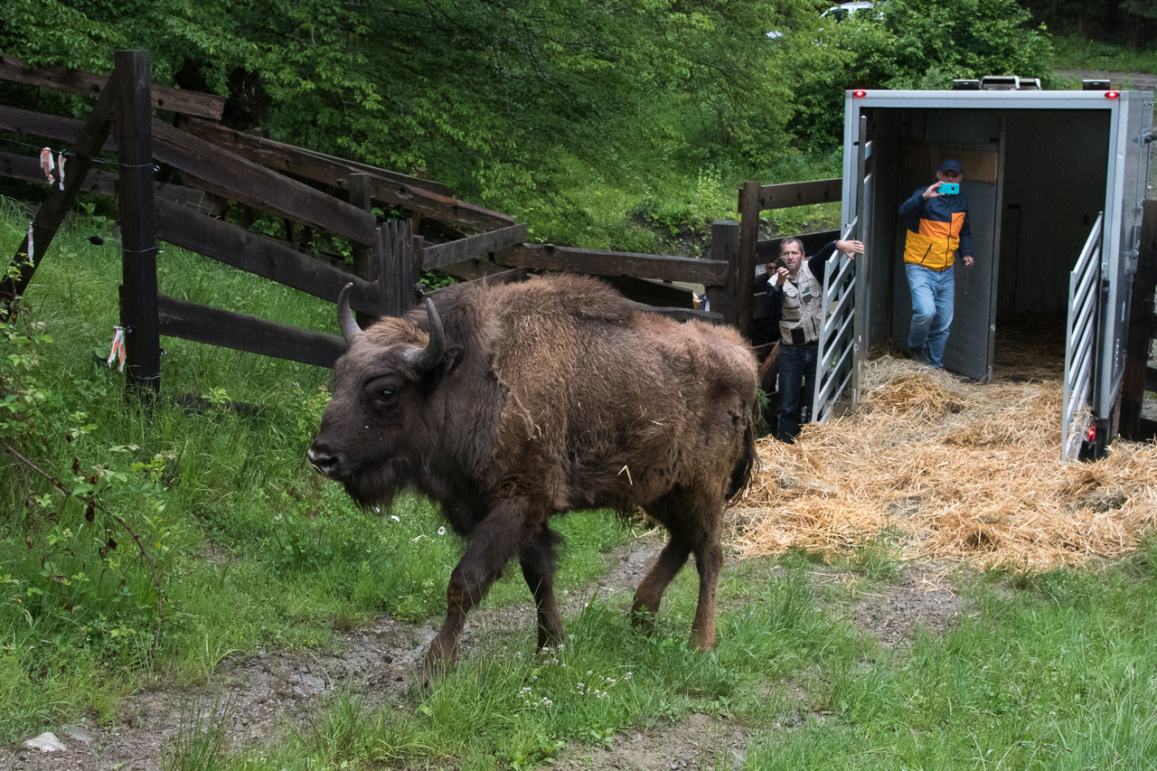 Julo, bisonte reintrodotto in Romania