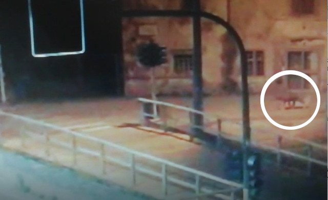 Il video delle telecamere di sorveglianza che hanno ripreso un lupo a Montorio