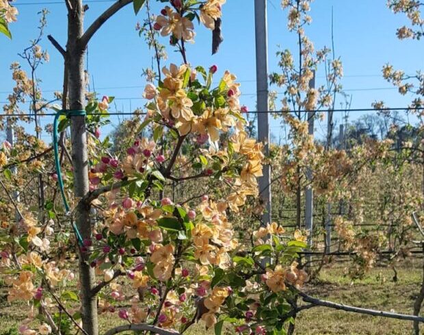 Coldiretti Verona: “Nel veronese danni per 160milioni di euro per le gelate”