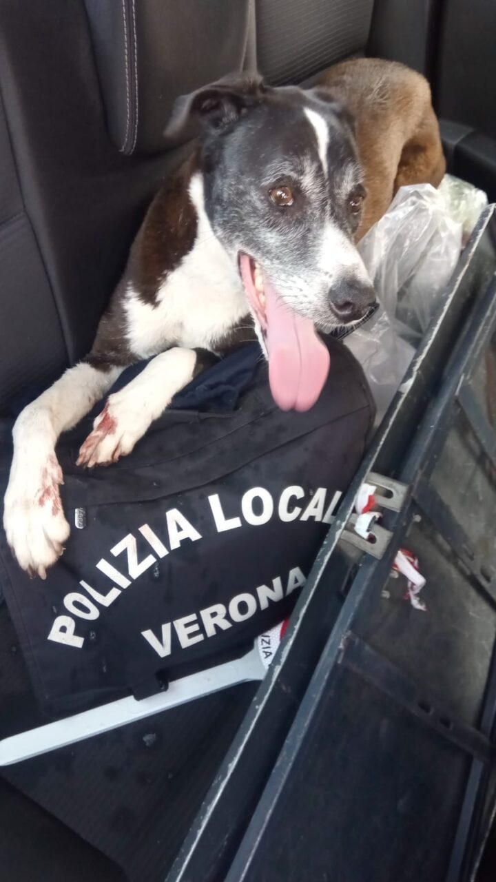 Cane vagabondo per le vie di Verona, recuperato dopo un lungo inseguimento