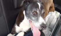 Cane vagabondo per le vie di Verona, recuperato dopo un lungo inseguimento