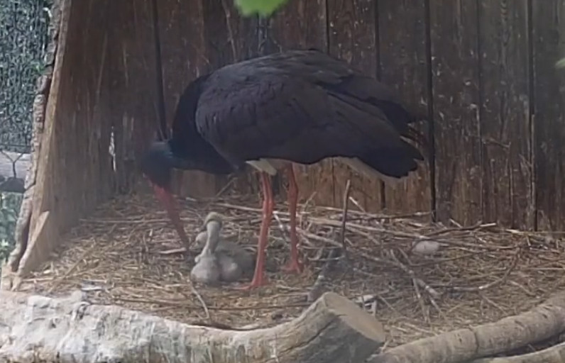 cicogna nera cuccioli