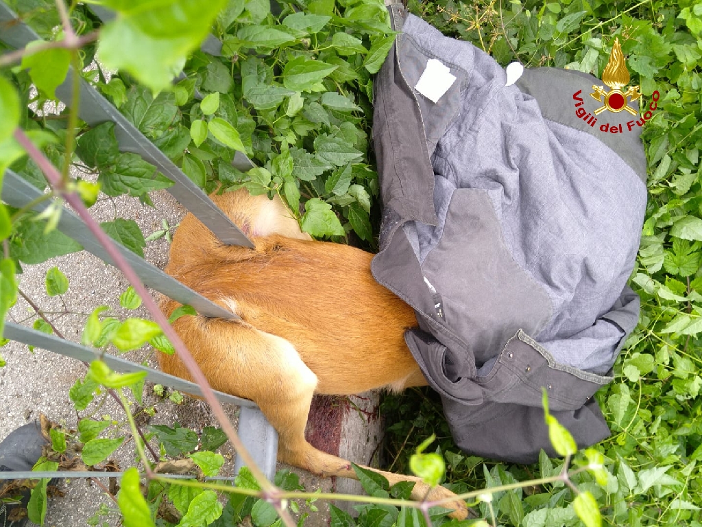 Le foto del giovane capriolo rimasto incastrato nella ringhiera a Lavagno