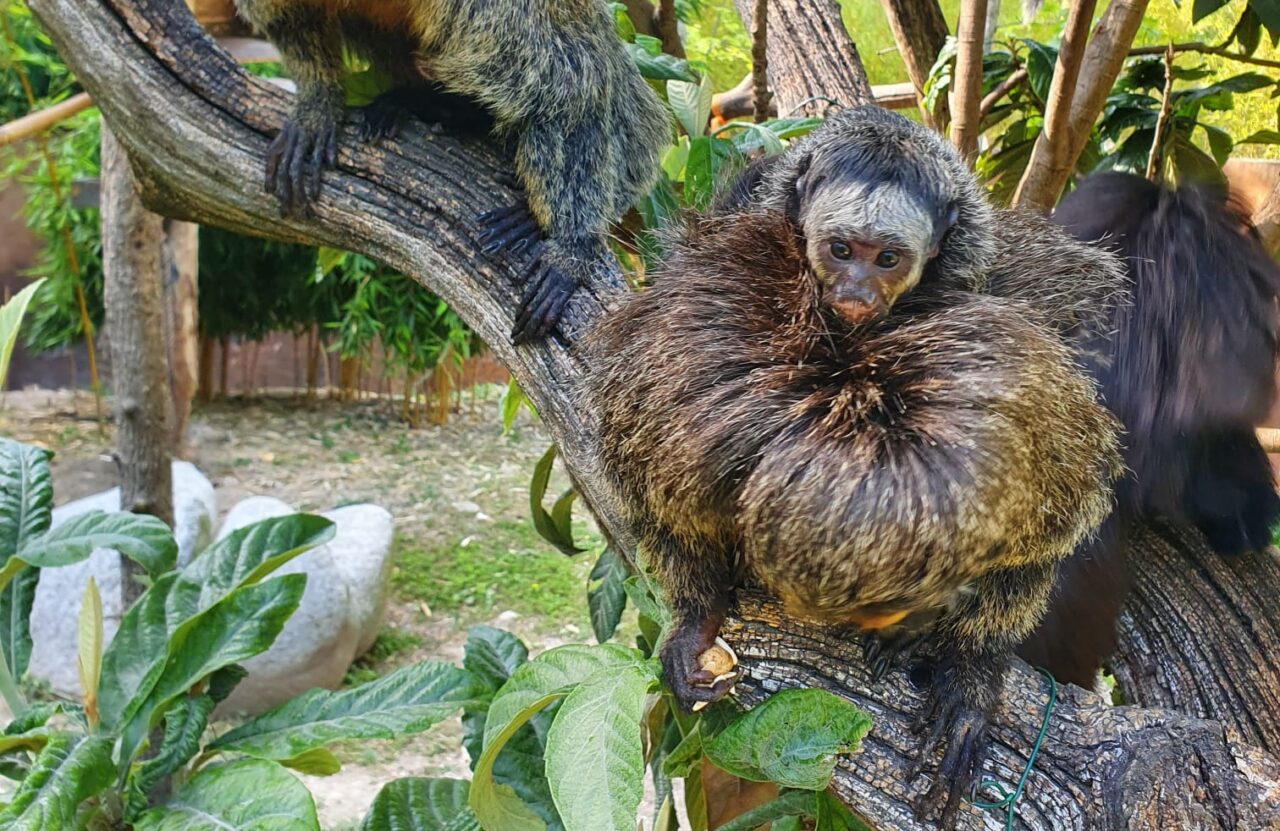 Il tenero video dei saki dalla faccia bianca a due mesi di vita al Parco Natura Viva