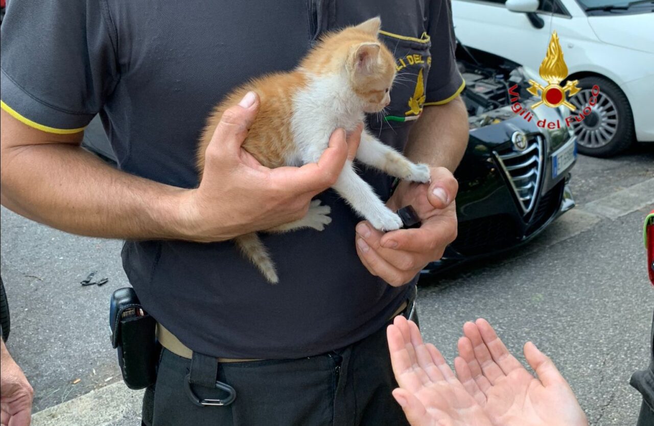 Gattino si nasconde nel vano motore di una macchina ma non riesce più a uscire