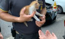 Gattino si nasconde nel vano motore di una macchina ma non riesce più a uscire