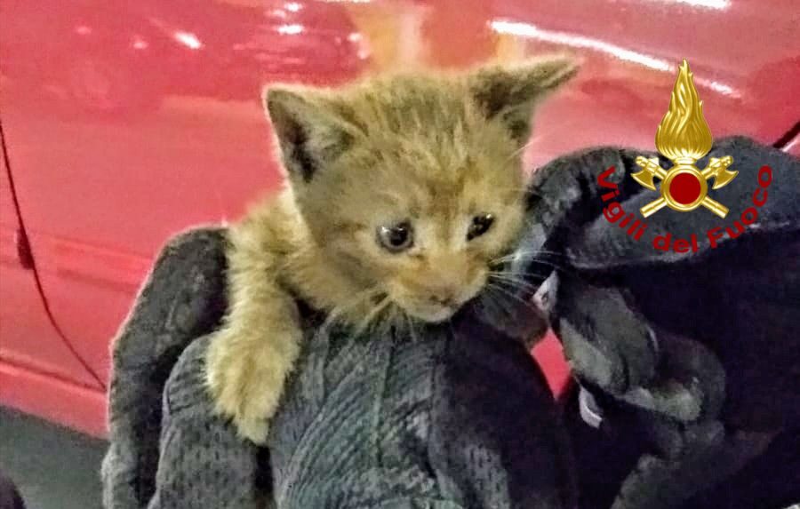Gattino nascosto nel vano motore dell’auto, grazie allo smartphone sono riusciti a farlo uscire