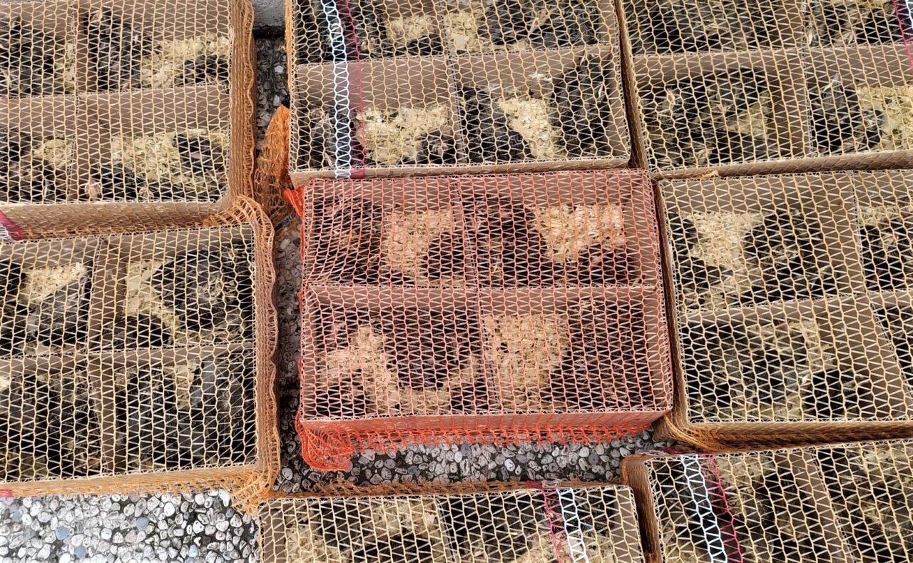 Fermato sull’A4 con oltre 500 pulcini di specie selvatiche in evidente stato di sofferenza